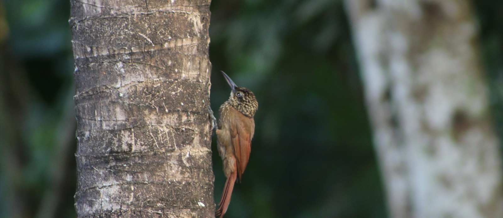 Barred Antshrike - WoodPecker