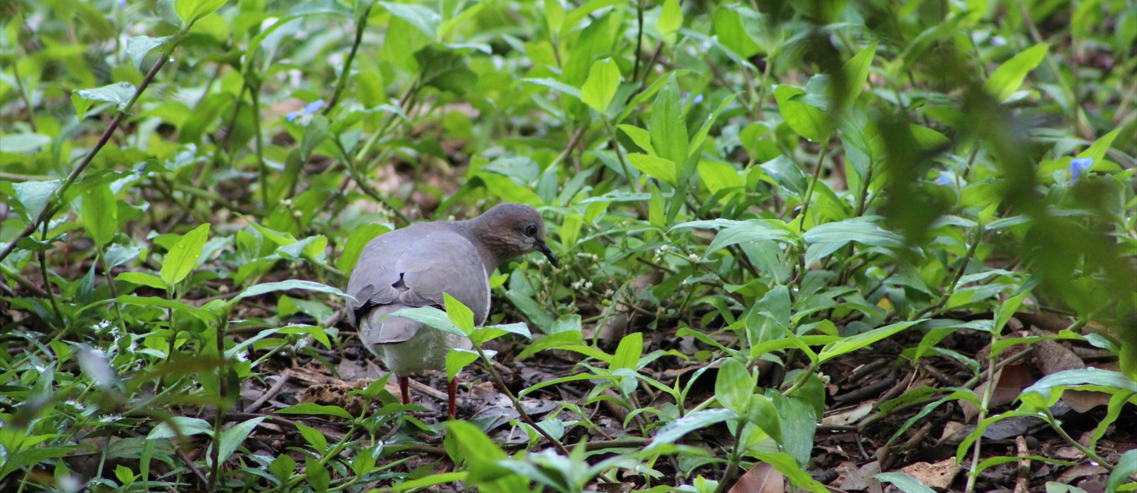 Dove