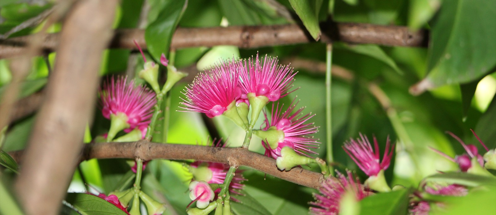 Flowering Pomerac