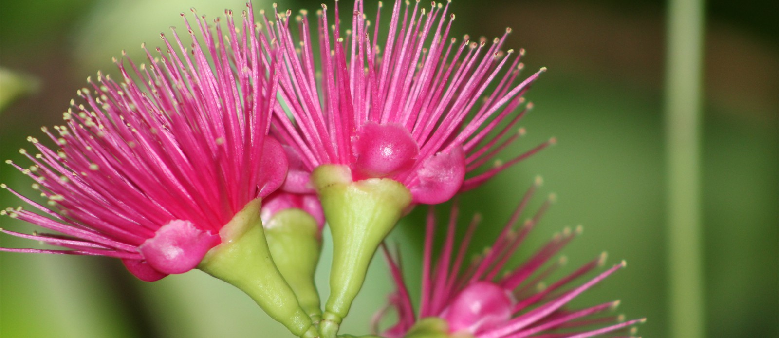 Flowering Pomerac