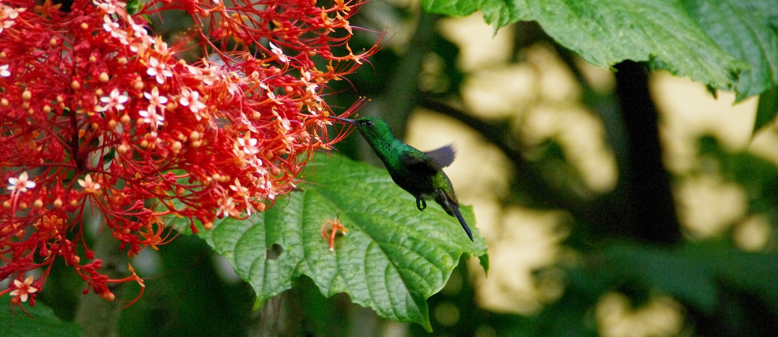 Humming Bird