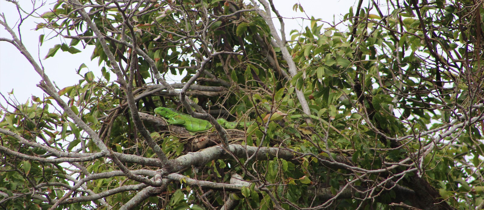 Iguana