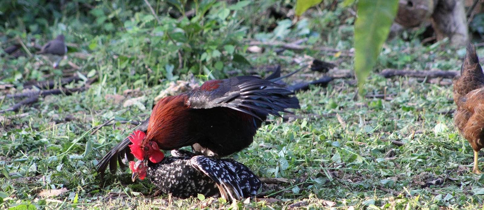 Naughty Chickens