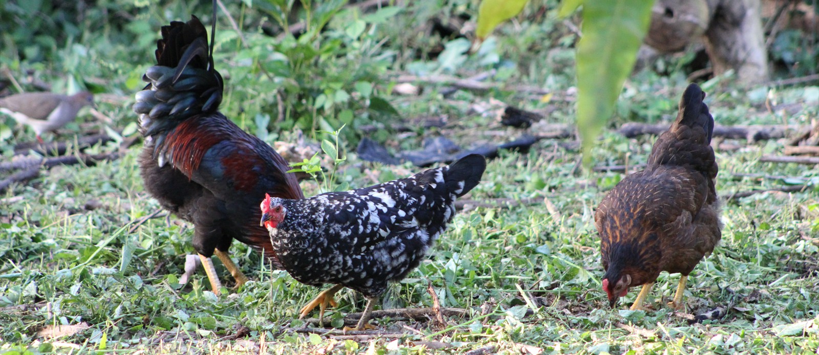 Playful Chickens