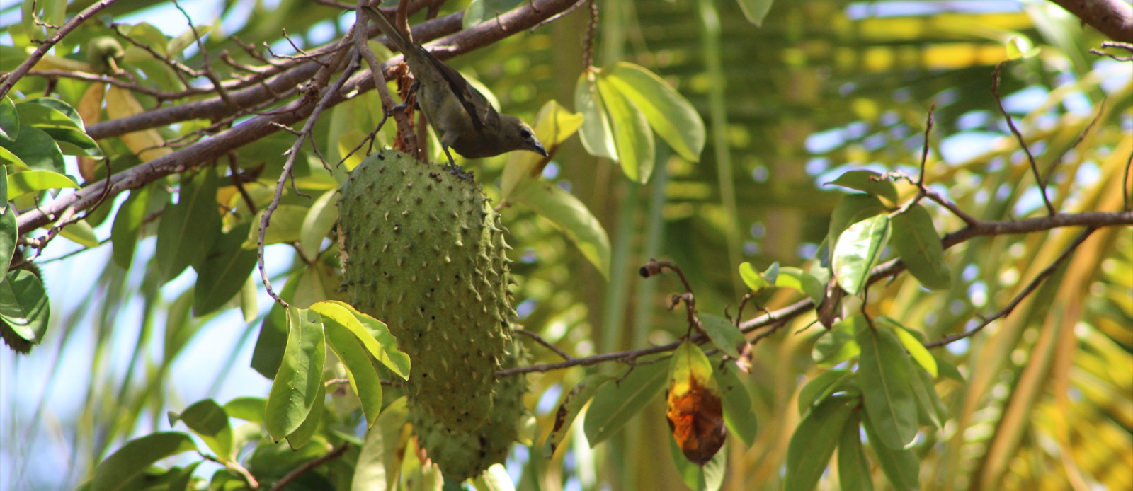 Soursop