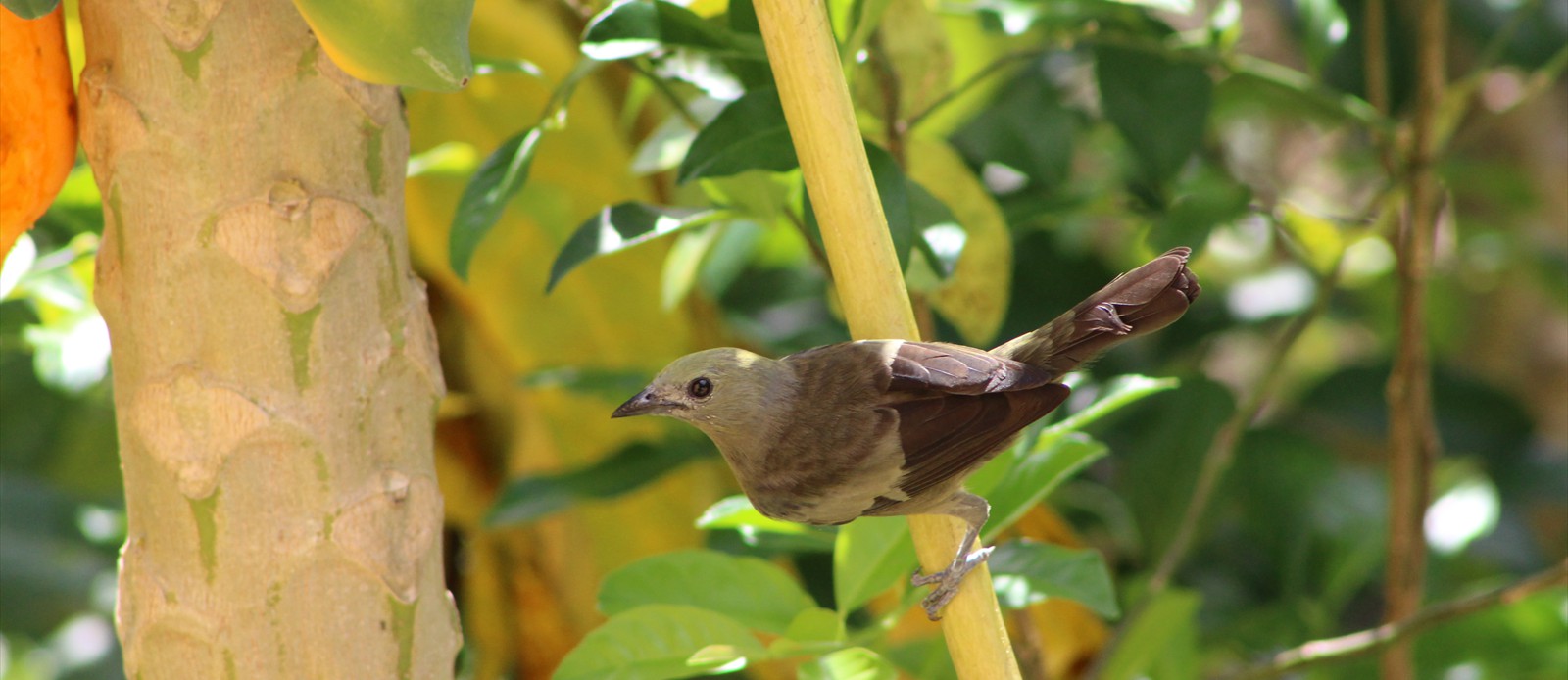 Tropical Mocking Bird - Day Clean