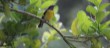 Bananaquit