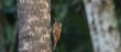 Barred Antshrike - WoodPecker